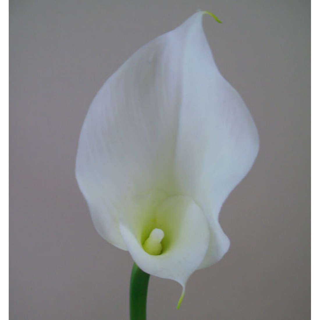 Artificial Calla Lilies Real Touch Large White 75cm Artificial Flowers